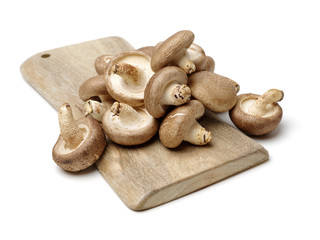 Shiitake mushroom on the White background