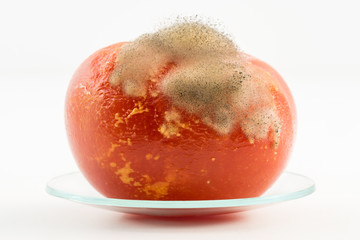 Fototapeta premium Closeup view of a tomato showing food spoilage and waste with moulds and bacteria growing on the surface. The tomato is sitting on a laboratory watch glass and isolated against a white background. 