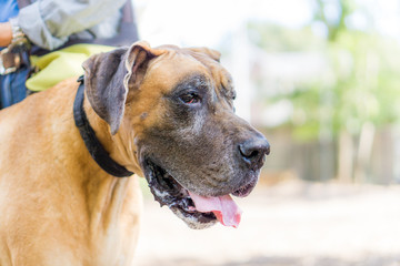 グレートデン　グレートデーン 犬 dogge