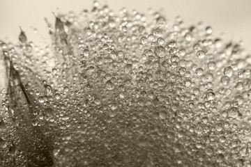 water droplets on a fluffy dandelion