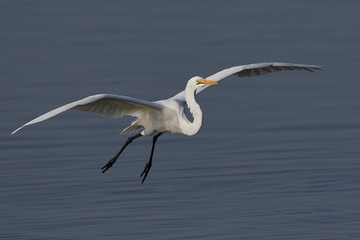 Great egret (Ardea alba)