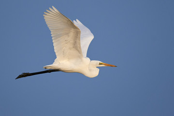 Great egret (Ardea alba)