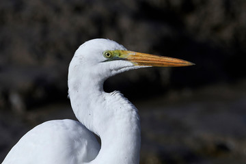 Great egret (Ardea alba)