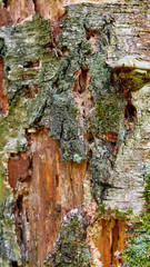 Fragment of a rotten tree overgrown with moss. A dead tree in the forest.
