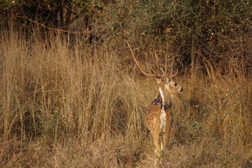 Deer during the jungle call
