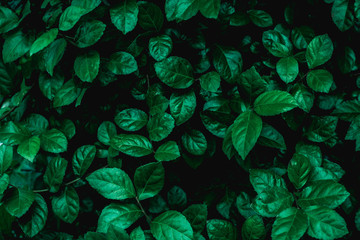 abstract green leaf texture, nature background, tropical leaf
