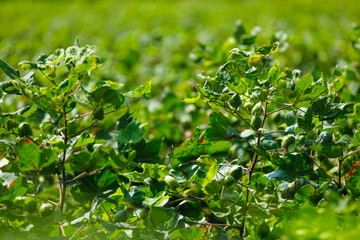 Green cotton field