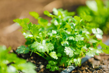 green Coriander field