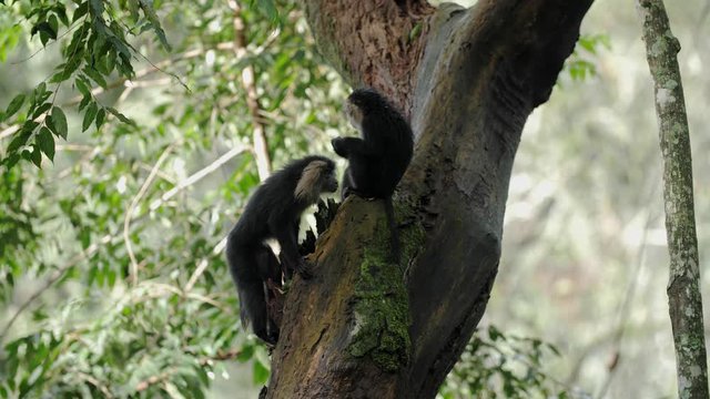 Lion tailed macaques on a tree