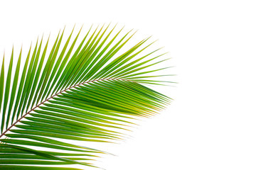 Obraz premium tropical coconut leaf isolated on white background, summer background
