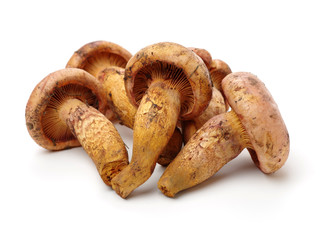 boletus mushrooms on white background