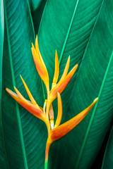 colorful exotic flower on dark tropical foliage nature background, tropical leaf