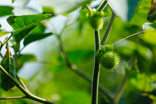 Deliritant Deliriant-Bilder: Stock-Fotos & -Videos. | Adobe Stock