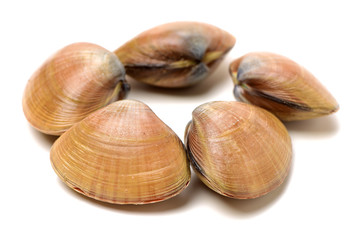 Stacked fresh raw clams on white background