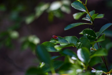 Fototapeta premium red bug on the leaves of a cherry tree