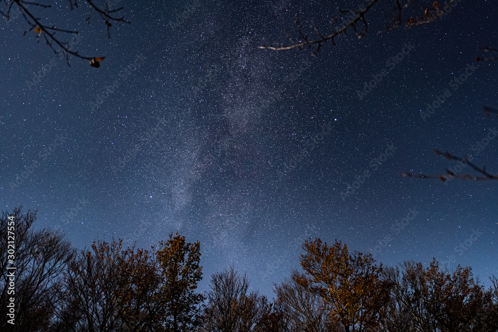 Wall mural milky way on starry sky above the tree crowns