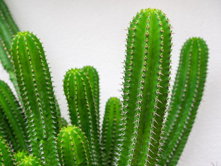 Green cactus isolated on white wall background.
