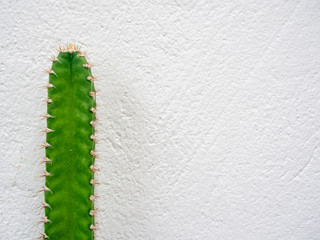 Green cactus isolated on white wall background.