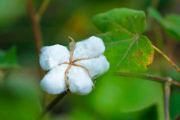 Fresh Cotton fruit in cotton field