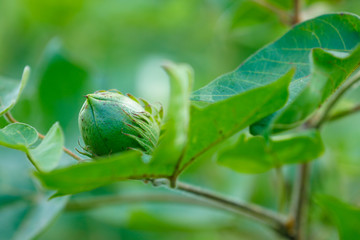 Fresh Cotton fruit in cotton field
