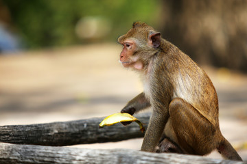 Monkey eating banana in the park.
