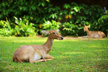 Deer in the park.