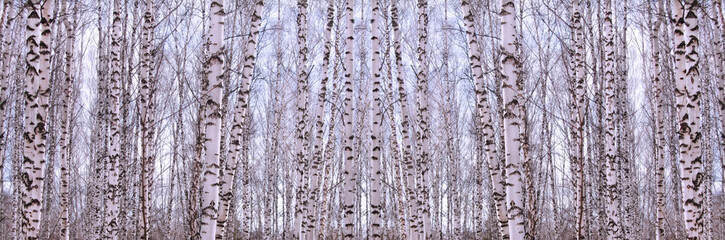 Birch trees against the blue sky. Trunks of birches texture background. Birch forest in the winter. Abstract winter trees background.