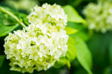 Blooming hydrangea in the garden. Shallow depth of field.