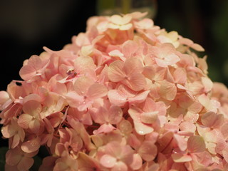 Hydrangea or Ajisai pink flower on blurred of nature background