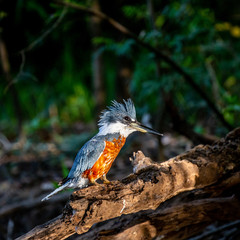 Kingfisher is sitting on a tree branch. Close-up. Brazil. Pantanal. South America.