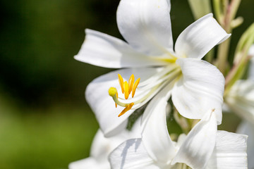 Flowers of white Lilium candidum blooming in the garden
