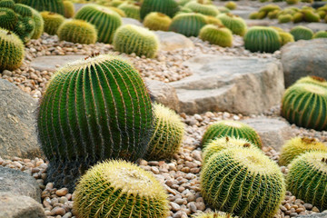 Golden barrel cactus, Botanicactus Park