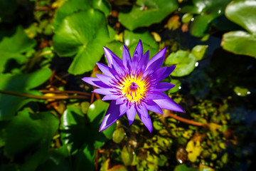 Purple waterlily in the pond