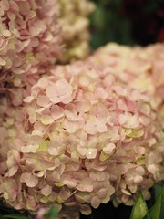 Hydrangea or Ajisai pink flower on blurred of nature background