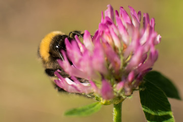 closeup of pink flower