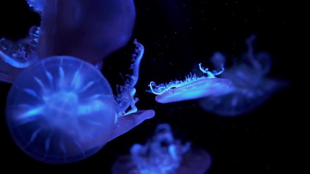 colorful Upside-down jellyfish's floating background in aquarium