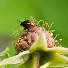 ant on leaf