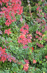 colorful ivy on the wall in the garden