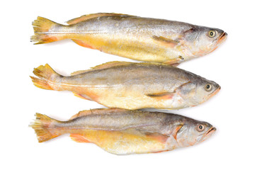 Yellow Croaker Fish On White background 