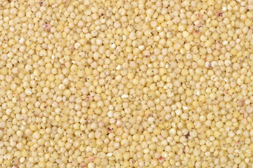 sorghum background