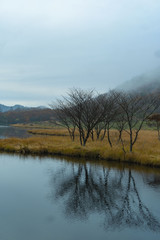 霧の下で水に反射する樹木／This wetland is the awakening of Gunma Prefecture in Japan