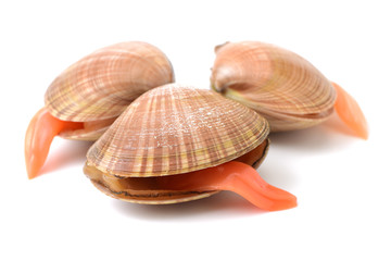 Clams on white background