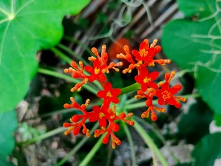 red flower in the garden