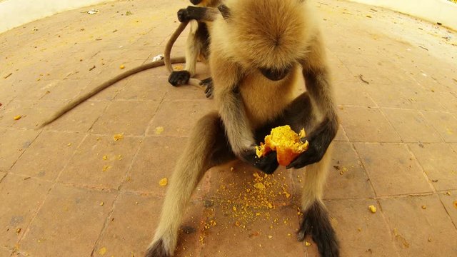 langur breaks down kachori indian spicy snack and throws it away another monkey picks at it's tail city park of Kolkata