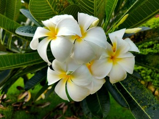 Obraz premium flower