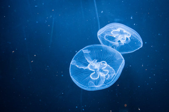 jellyfish in water