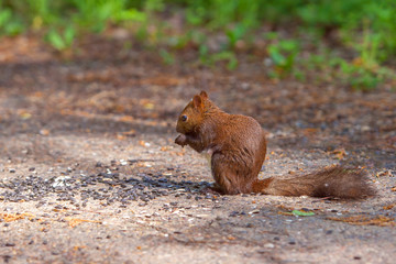 A sly squirrel sits and nibbles on sunflower seeds. A lot of seeds on the ground. Brown coat....