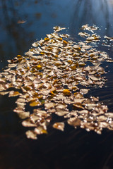 Natural texture background. Leaves on the water with sparkles from the sun. Algae and grass under water. Selective soft focus. Vertical.
