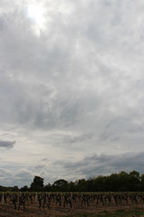 countryside around Nantes (France)