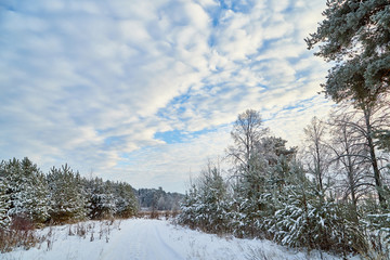 Winter landscape with snowy road, trees and blue sky with white clouds